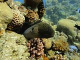 Murene de Java_Gymnothorax javanicus